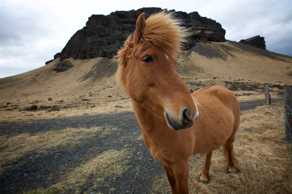 Traversing Icelands Reynisfjara, Skaftafell and Hvannadalshnúkur  9